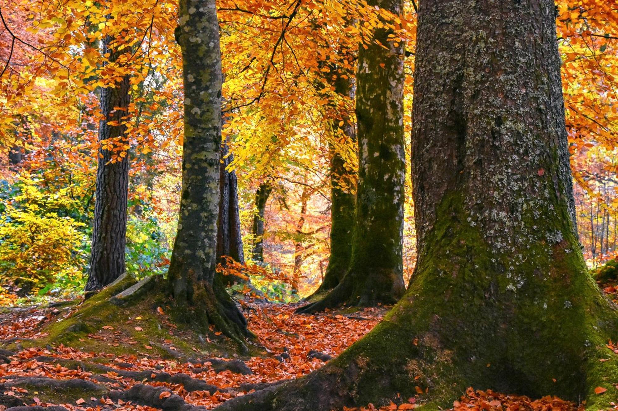 Craik Na Dav B&B Invermoriston Εξωτερικό φωτογραφία
